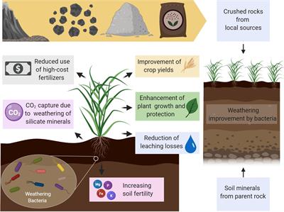 Use of Mineral Weathering Bacteria to Enhance Nutrient Availability in Crops: A Review